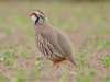 Red-legged Partridge at Fleet Head (Steve Arlow) (78935 bytes)